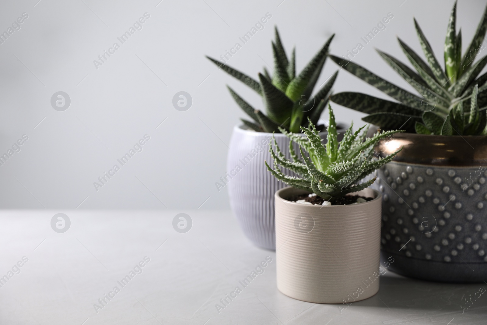 Photo of Beautiful potted houseplants on light background. Space for text