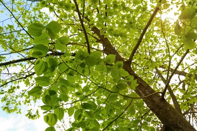 Tree with green leaves on sunny day, bottom view. Spring season