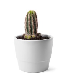 Beautiful green cactus in pot isolated on white