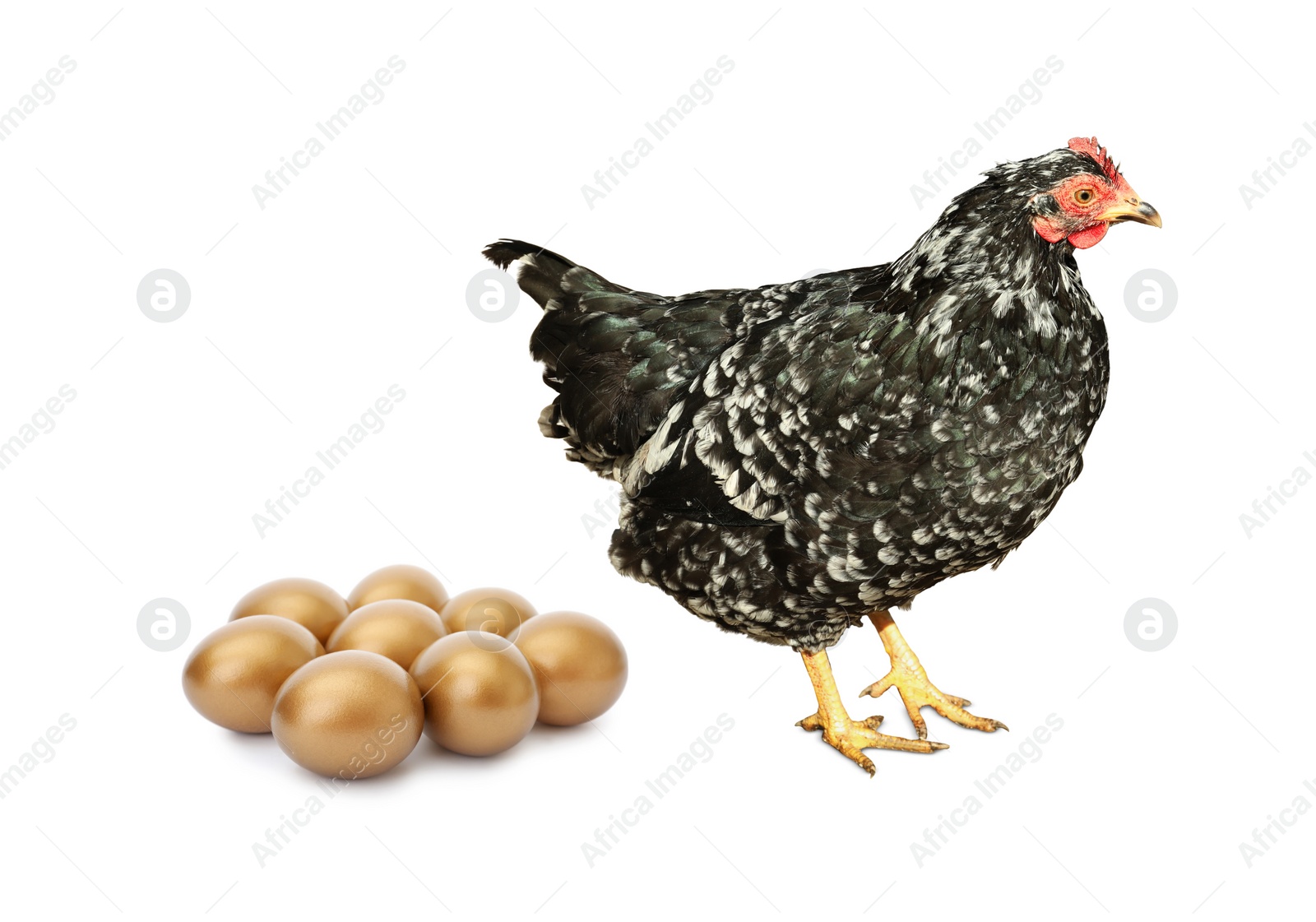 Image of Chicken and golden eggs on white background