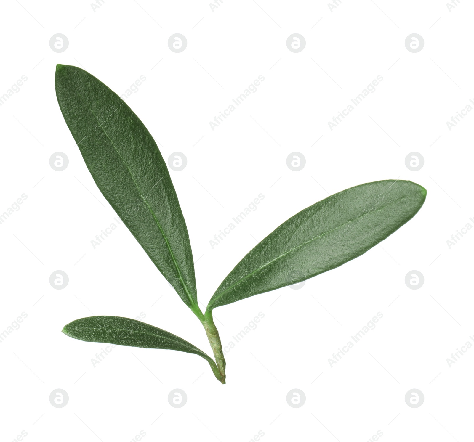 Photo of Fresh green olive leaves on white background