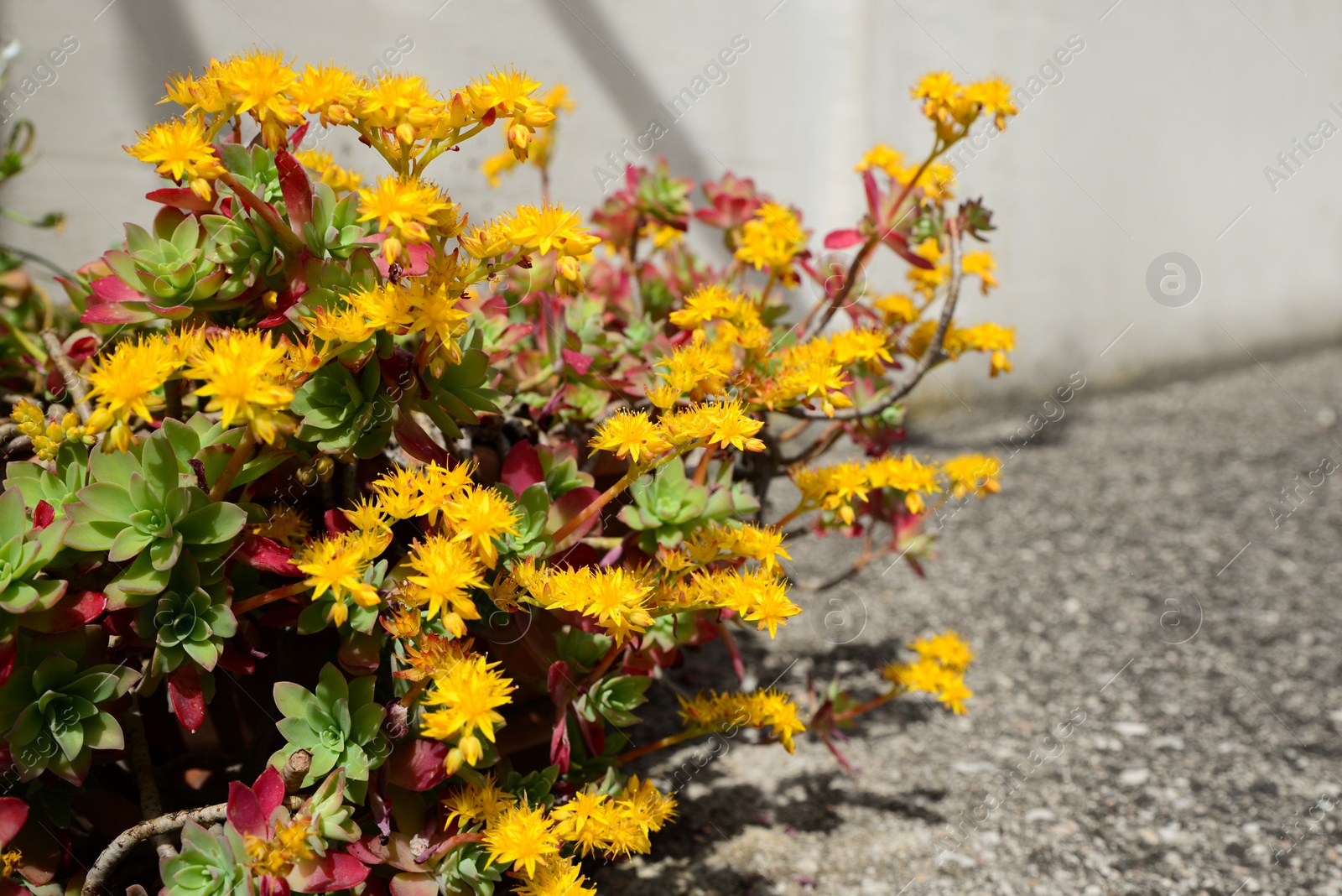 Photo of Beautiful blooming Sedum palmeri plant outdoors, closeup