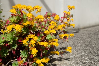 Beautiful blooming Sedum palmeri plant outdoors, closeup