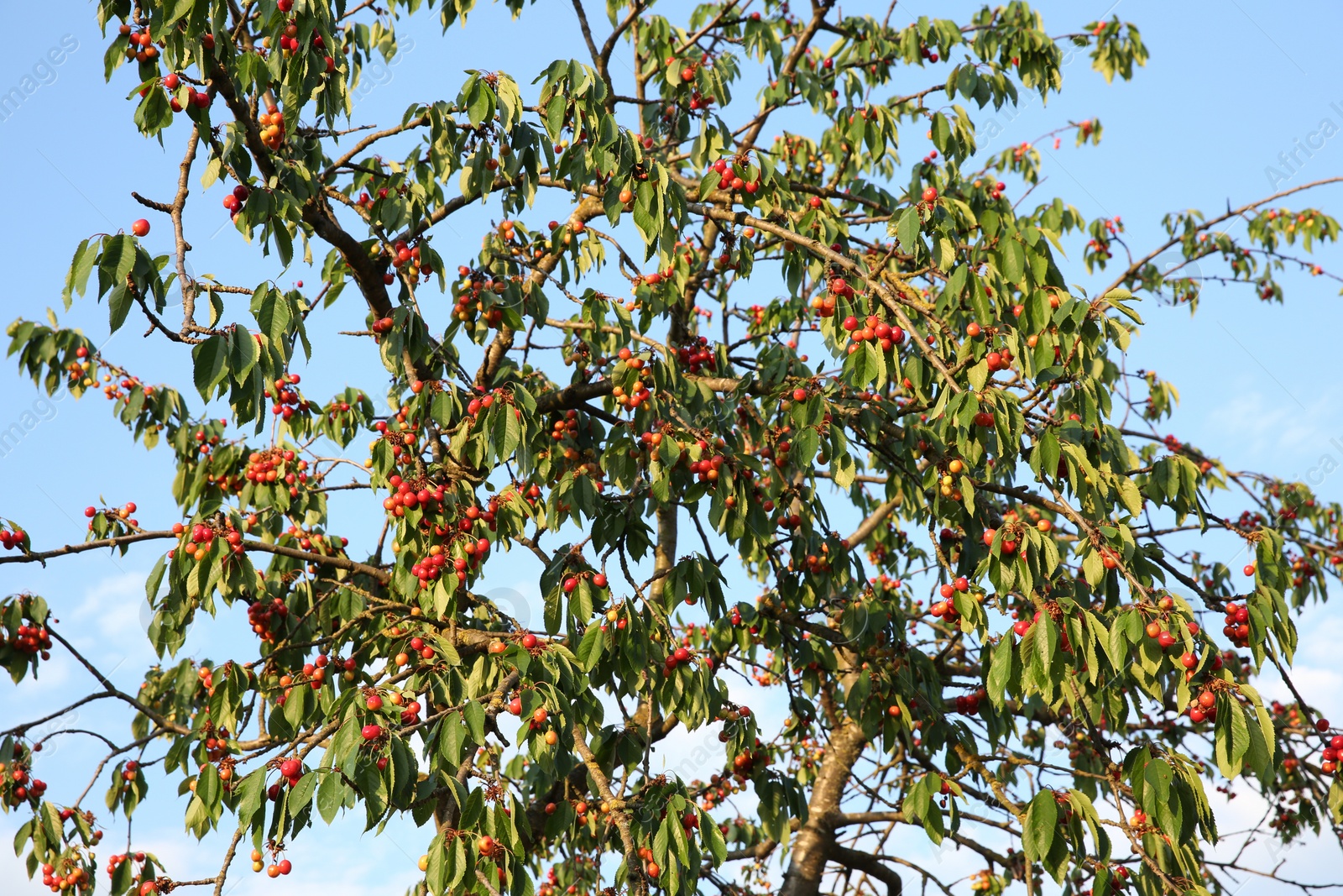 Photo of Cherry tree with green leaves and unripe berries growing outdoors