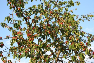 Cherry tree with green leaves and unripe berries growing outdoors