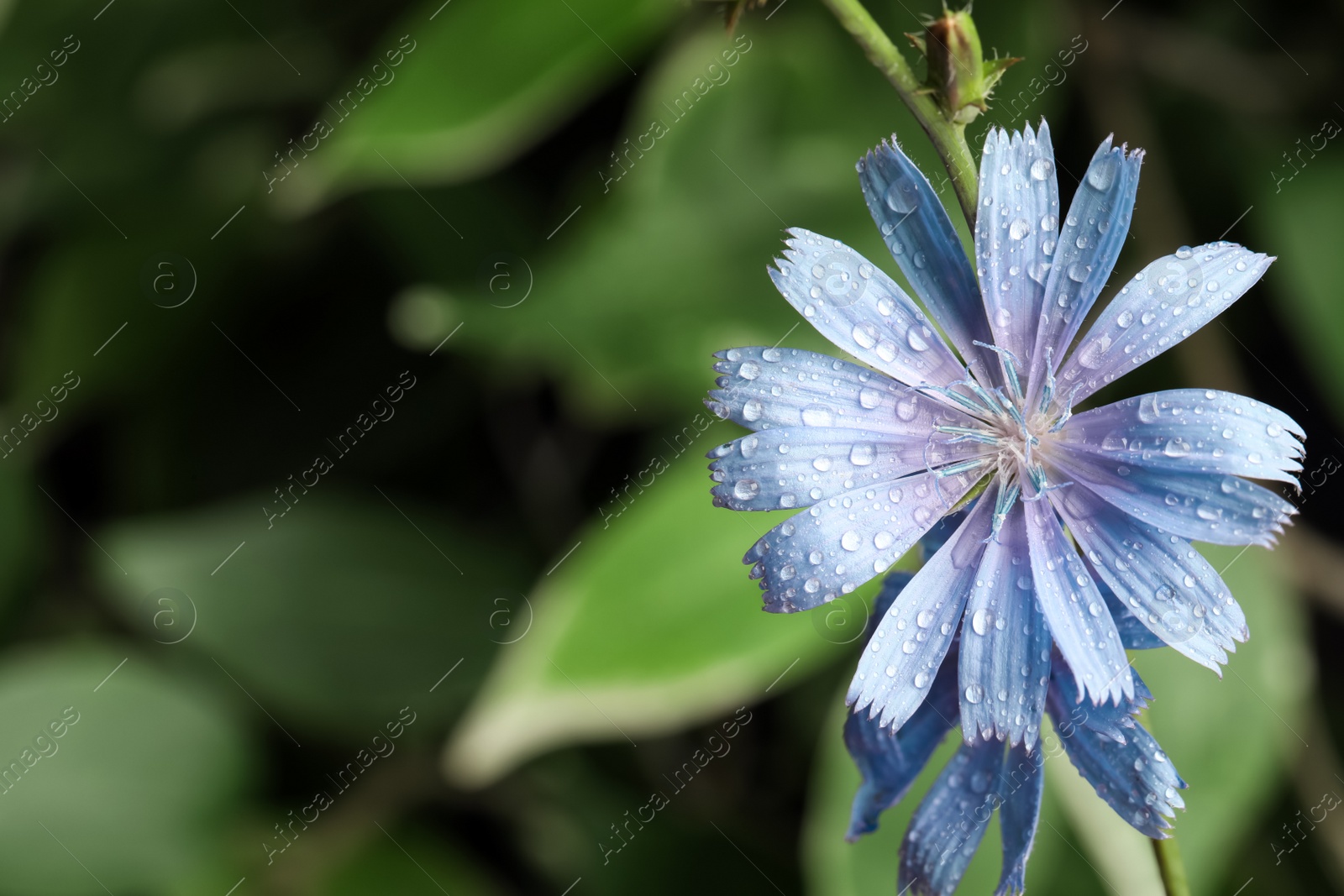 Photo of Beautiful blooming chicory flower growing outdoors, closeup. Space for text