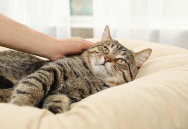 Photo of Owner stroking cute cat on pillow indoors, closeup. Friendly pet