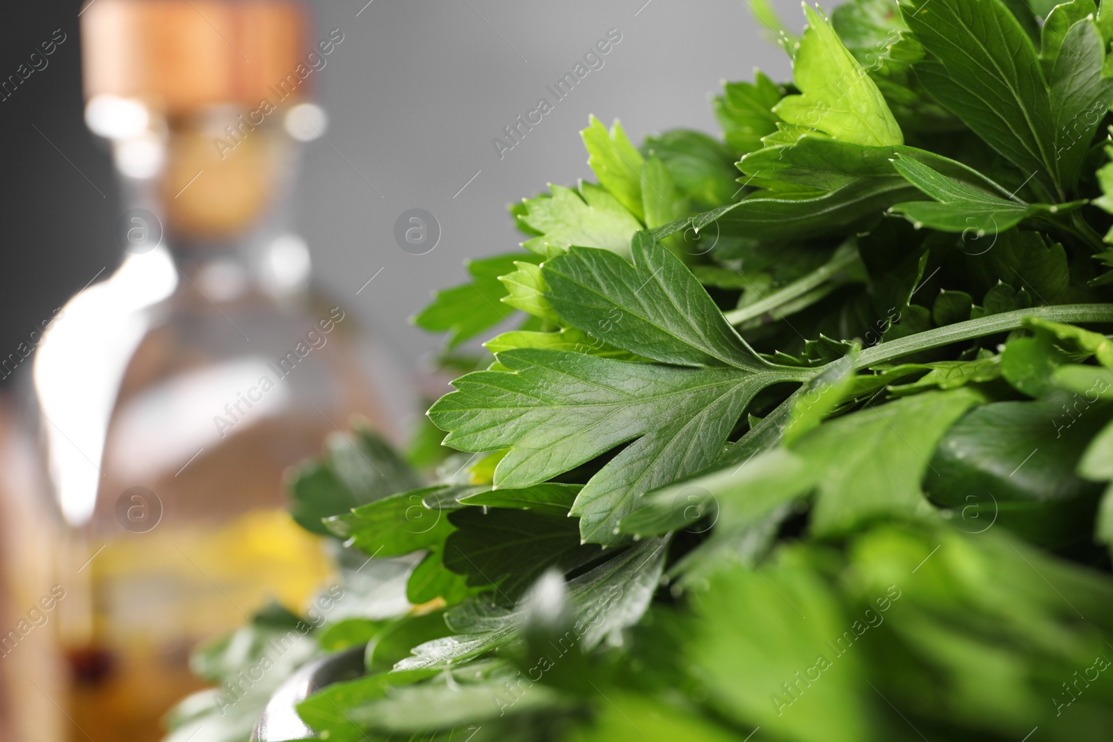 Photo of Fresh green parsley leaves on blurred background, closeup. Space for text