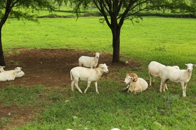Photo of Beautiful white sheep on green lawn in safari park