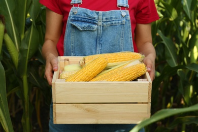 Woman holding wooden crate with fresh ripe corn on field, closeup