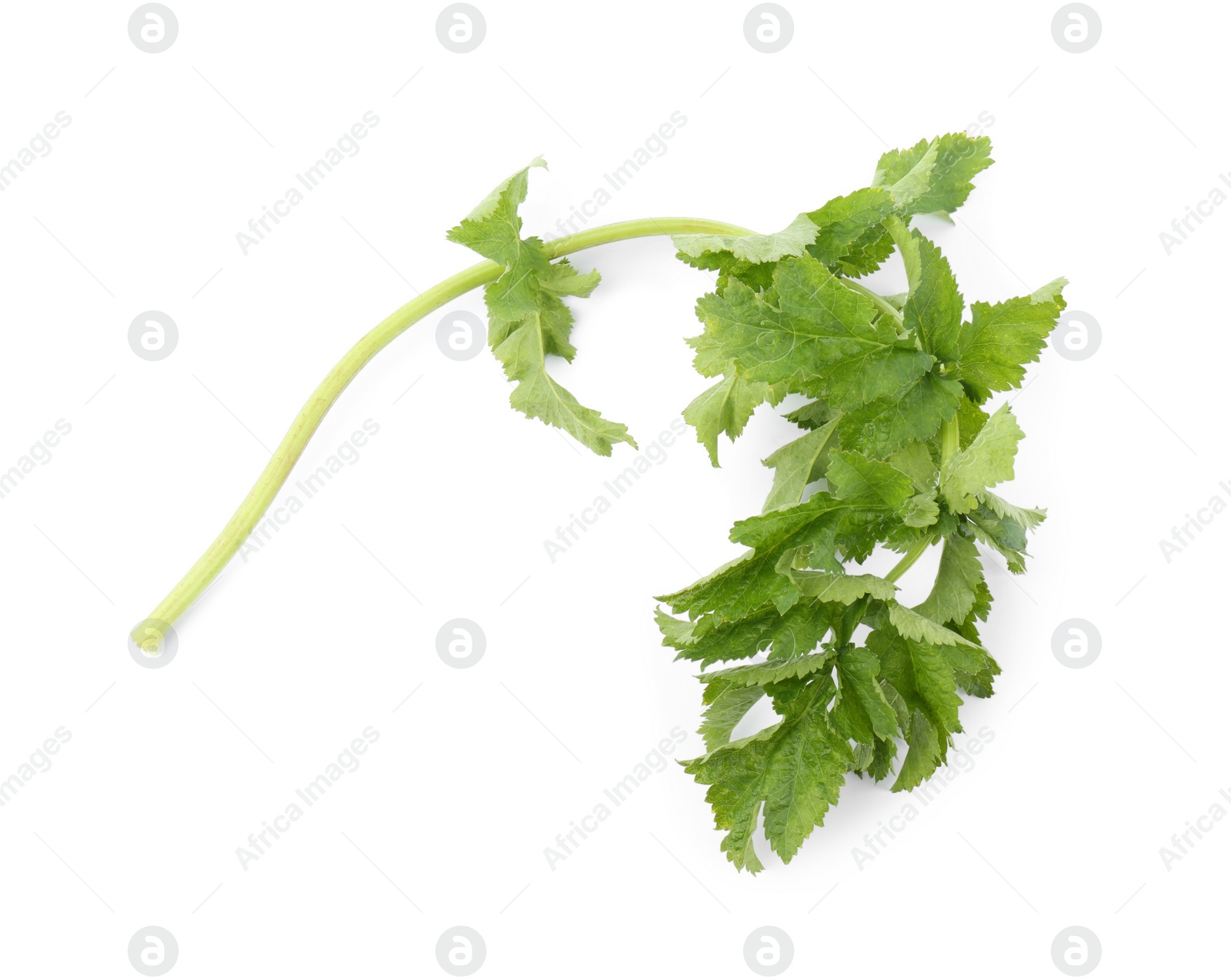 Photo of Tasty fresh green parsnip leaves isolated on white