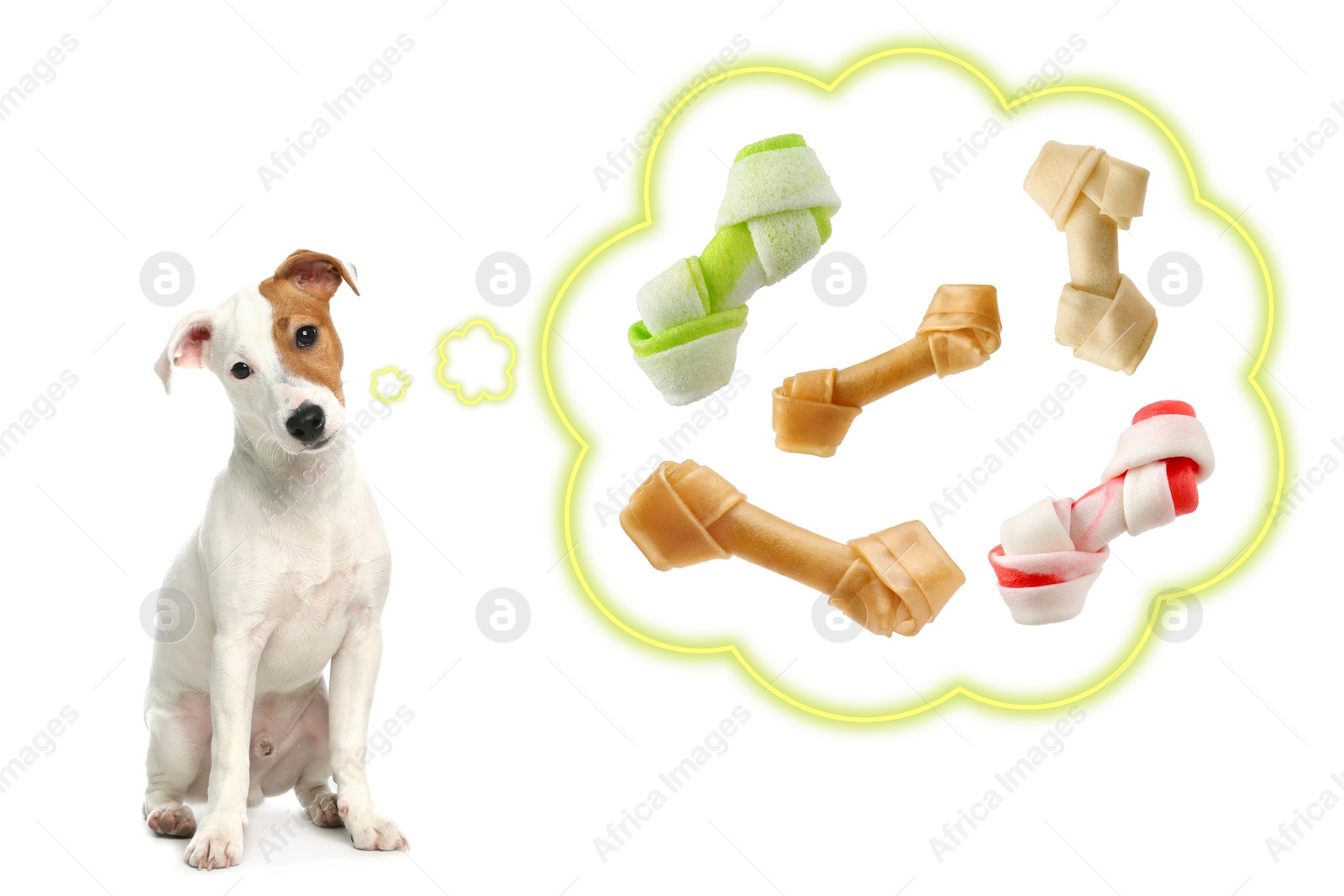 Image of Dreaming about treat. Cute Jack Russell Terrier and thought cloud with knotted bones on white background