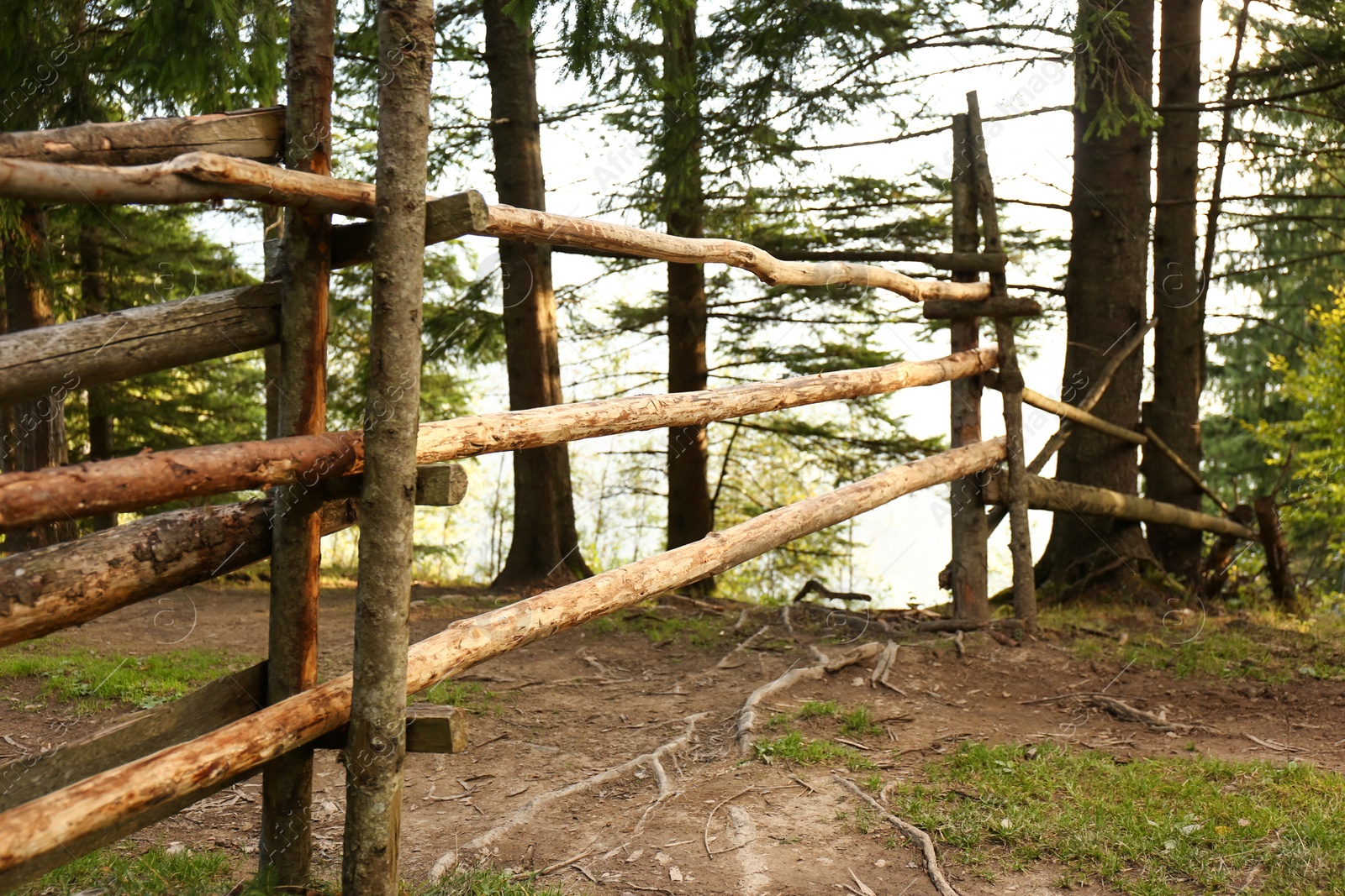 Photo of Wooden fence in coniferous forest on hill