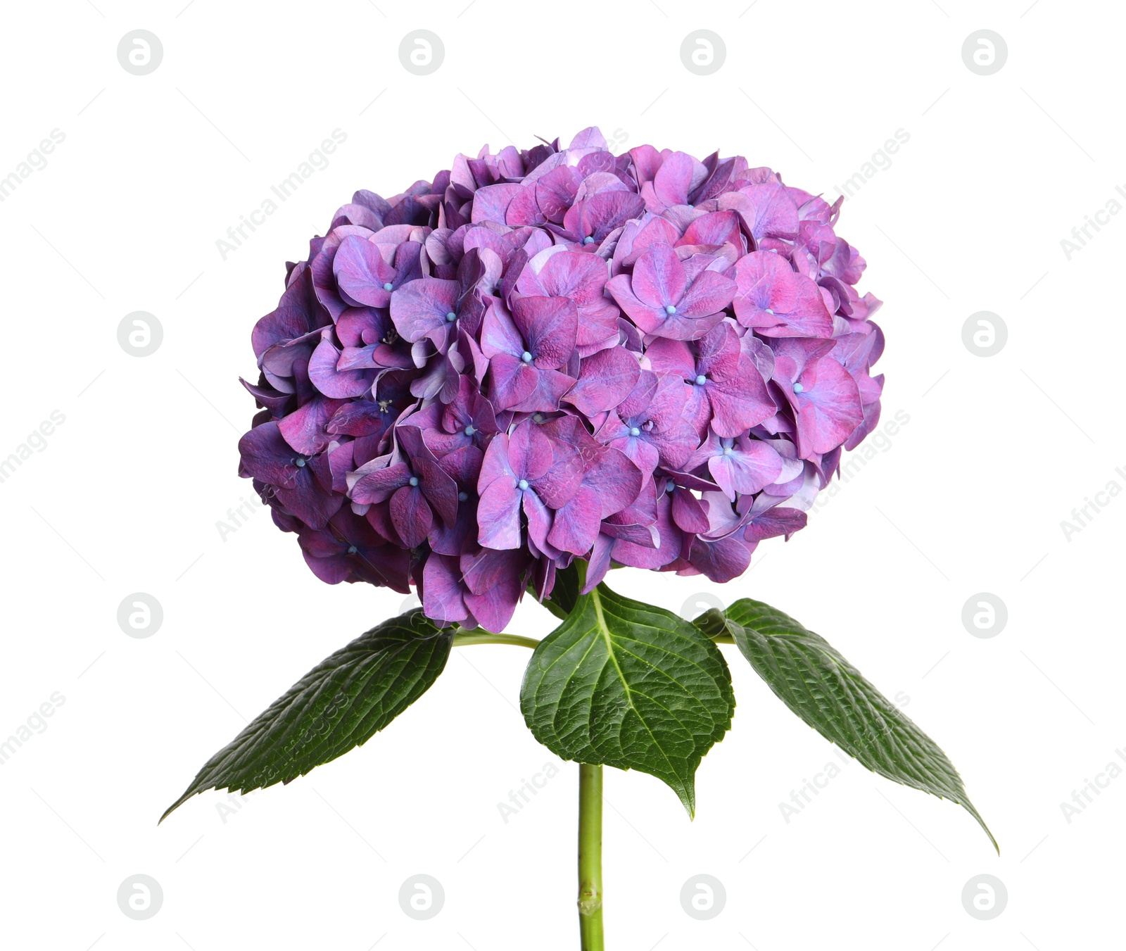 Photo of Branch of hortensia plant with delicate flowers on white background