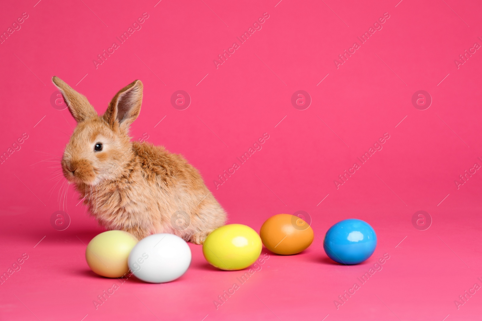 Photo of Adorable furry Easter bunny and dyed eggs on color background, space for text