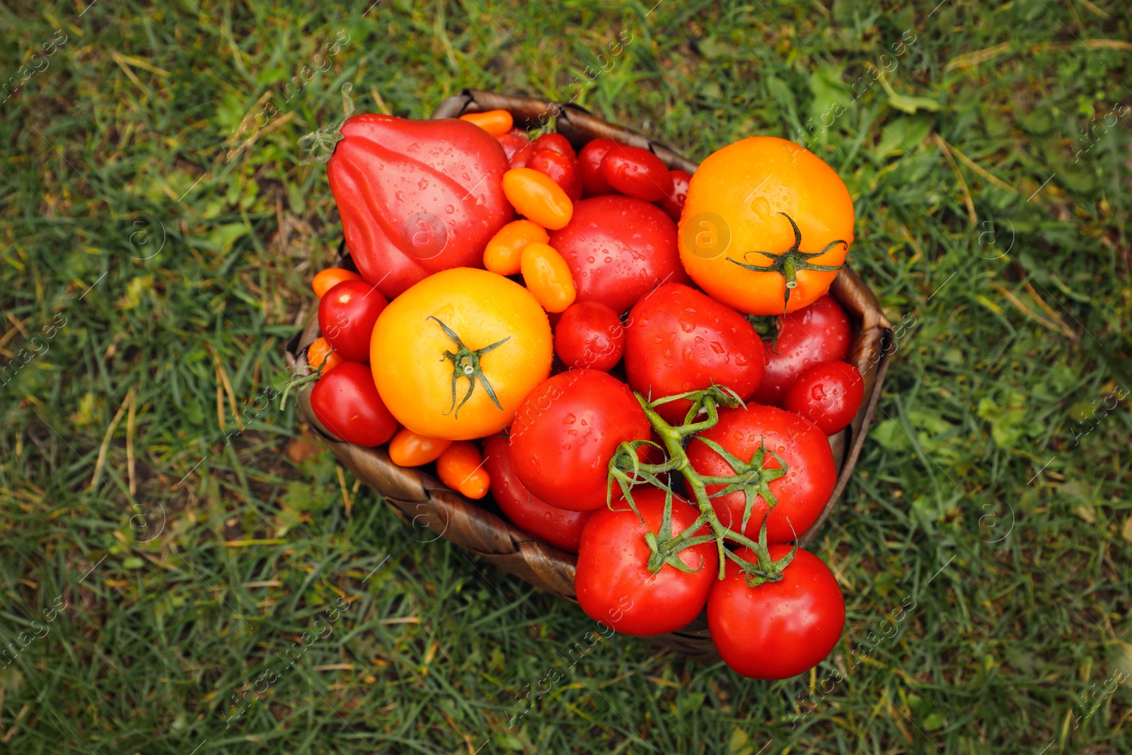 Photo of Basket of fresh tomatoes on green grass outdoors, top view