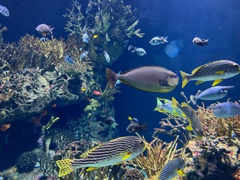 Photo of Many different exotic fishes swimming among corals in aquarium