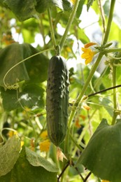 Photo of Closeup view of cucumber ripening in garden on sunny day