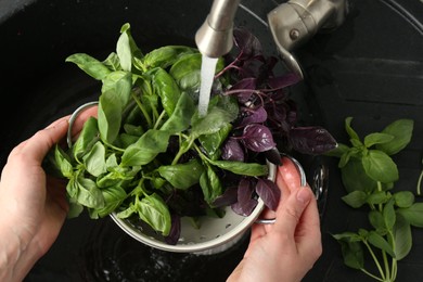 Woman washing different fresh basil leaves under tap water in metal colander above sink, top view