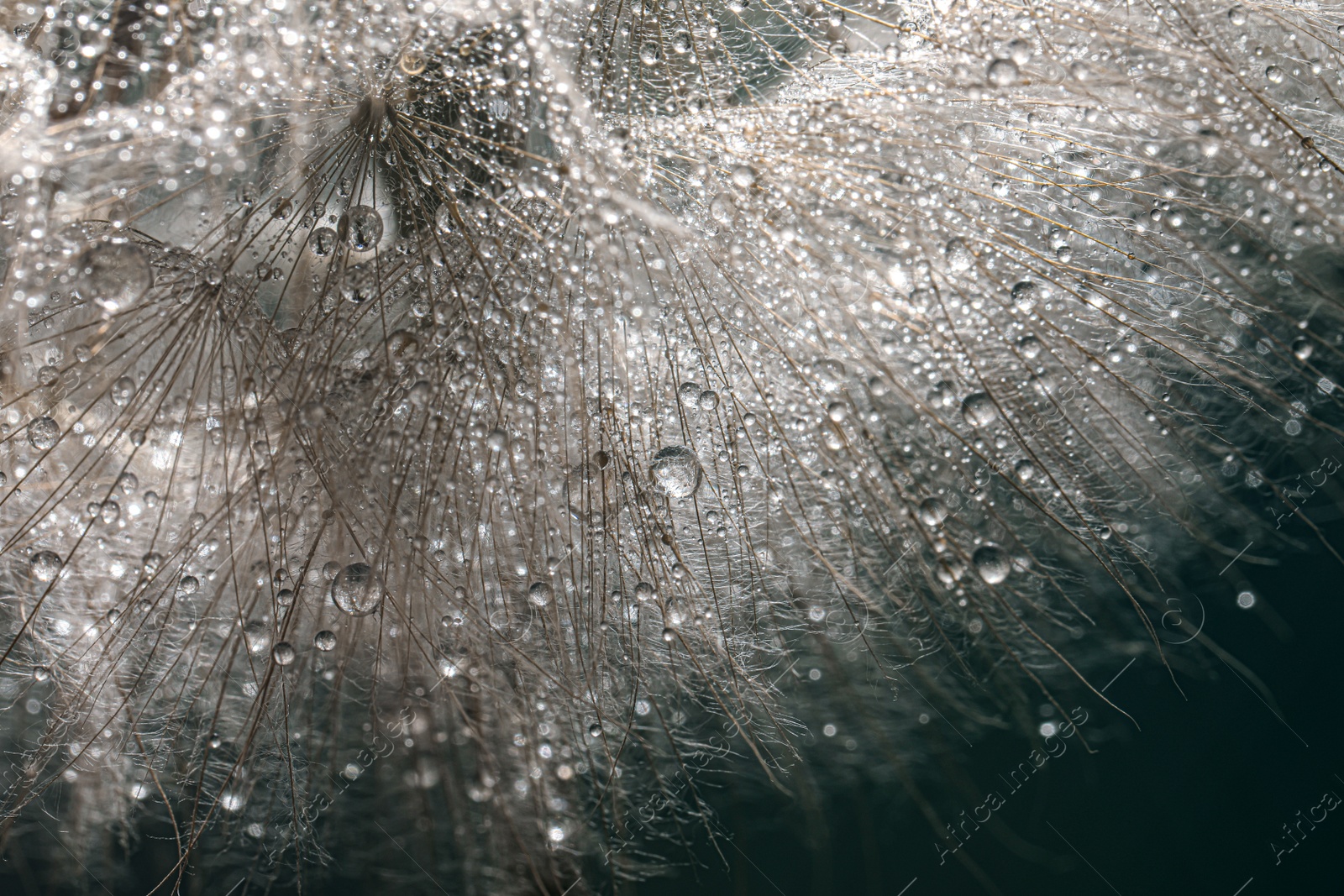 Photo of Beautiful fluffy dandelion flower with water drops, closeup