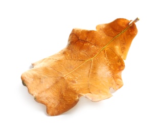 Photo of Beautiful autumn leaf on white background. Fall foliage