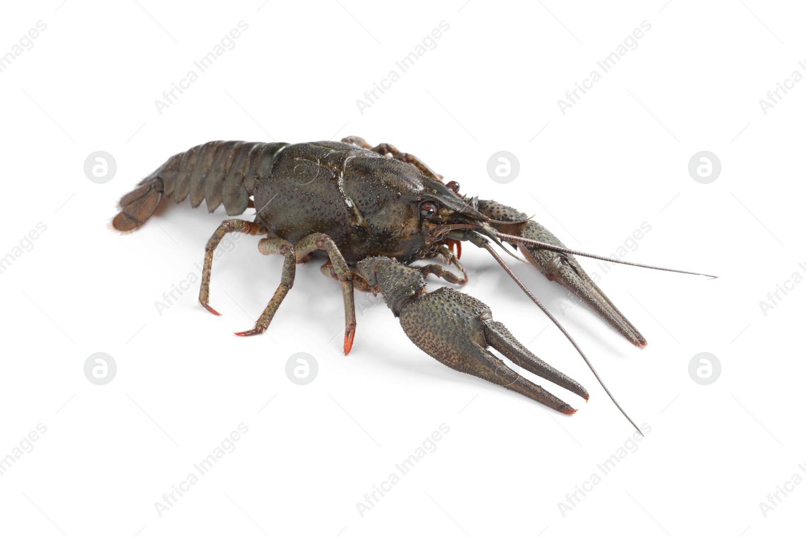 Photo of One fresh raw crayfish isolated on white