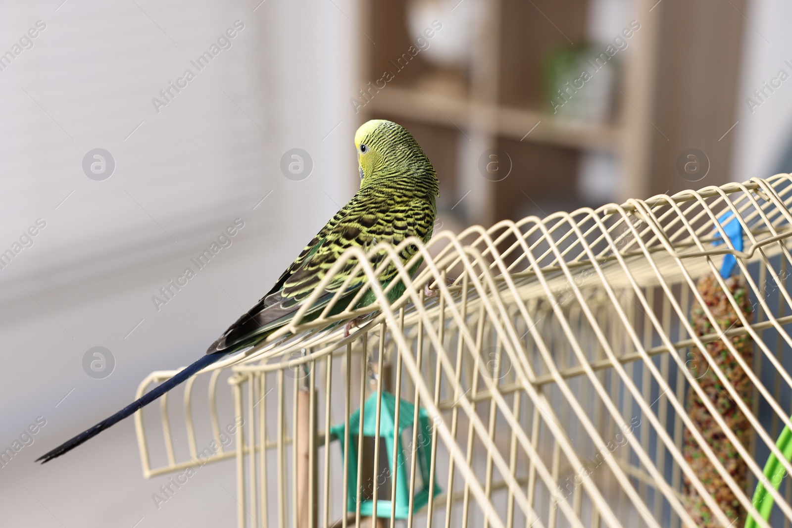 Photo of Beautiful bright parrot on cage indoors. Exotic pet