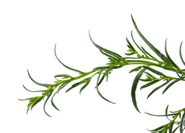 Twigs of fresh tarragon on white background