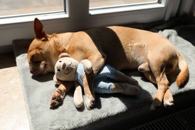 Photo of Cute small chihuahua dog sleeping with toy on window sill indoors