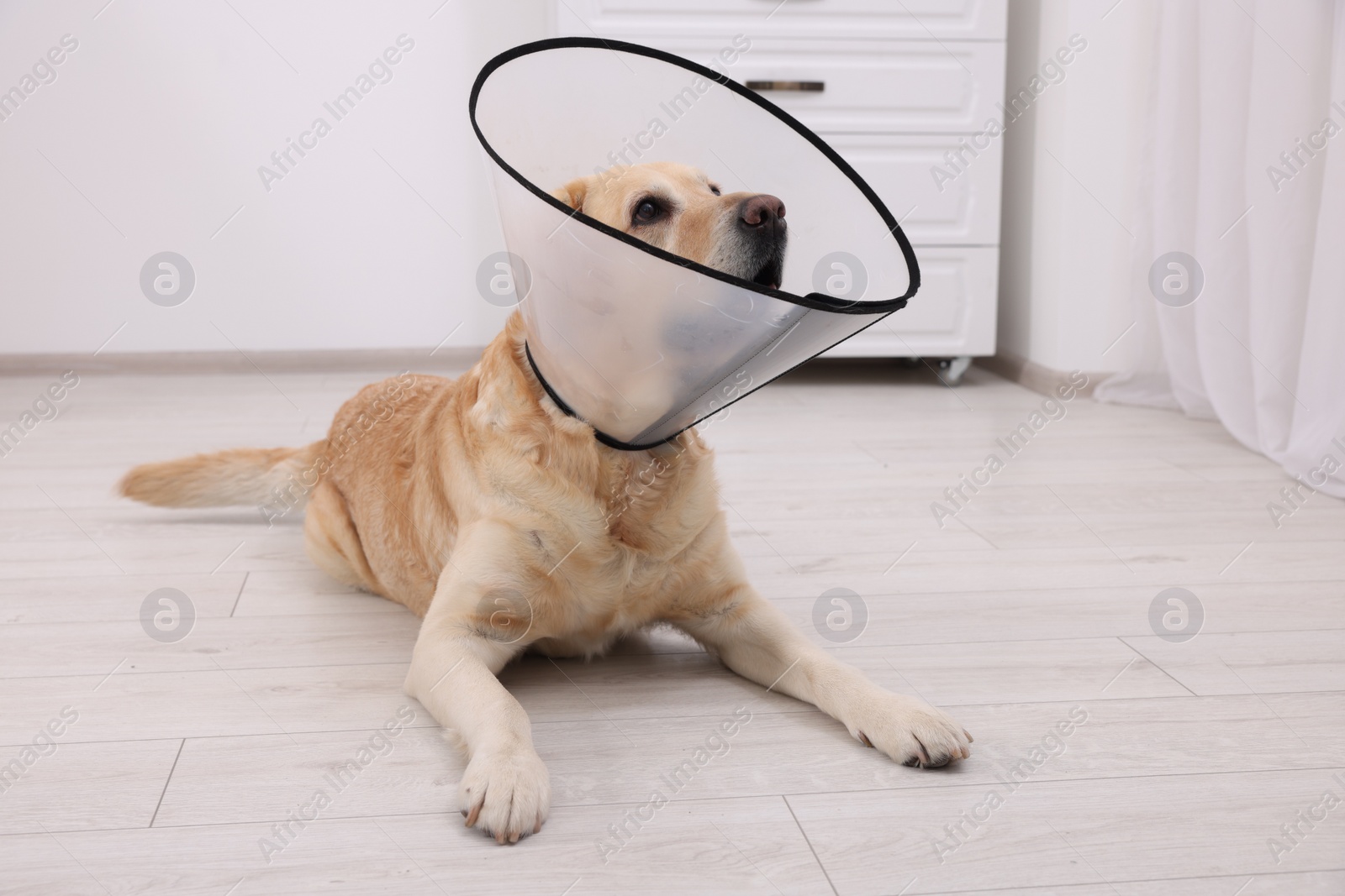 Photo of Cute Labrador Retriever with protective cone collar lying on floor in room