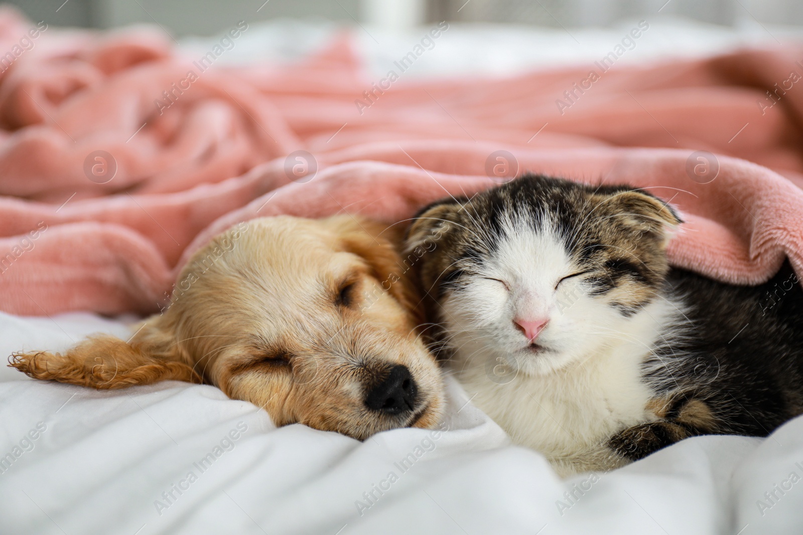 Photo of Adorable little kitten and puppy sleeping on bed indoors