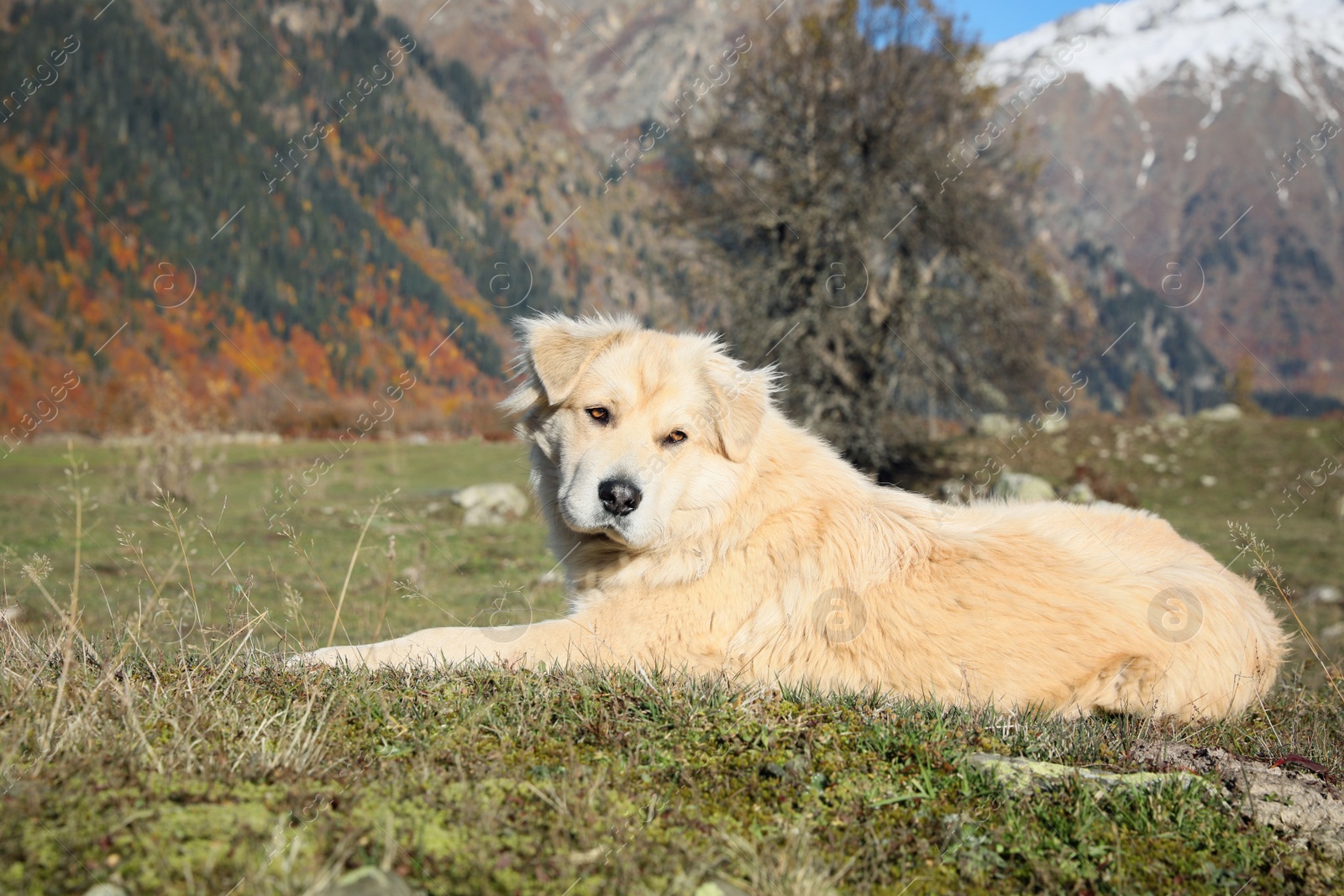 Photo of Adorable dog in mountains on sunny day