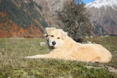 Adorable dog in mountains on sunny day