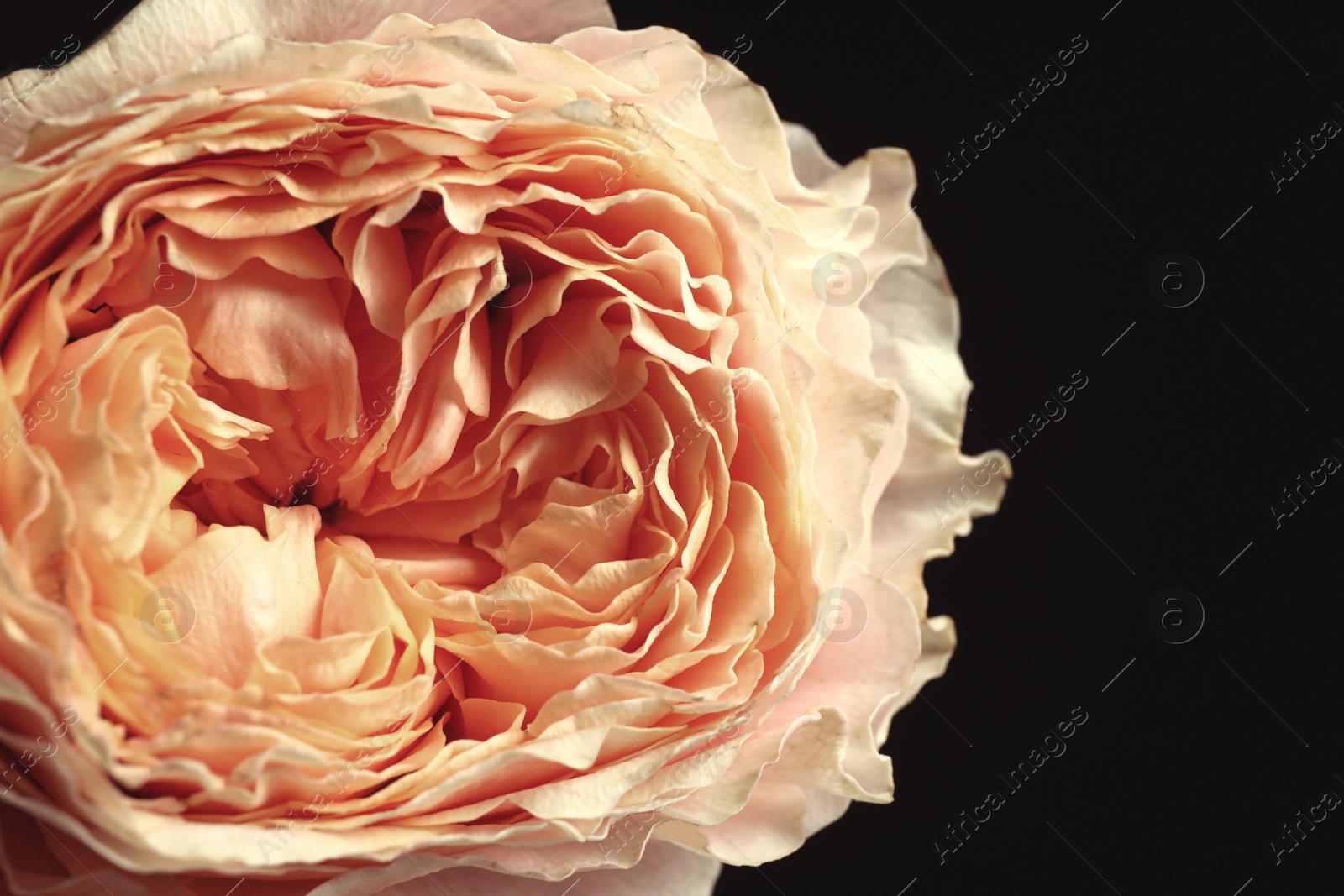 Photo of Beautiful rose on black background, closeup. Floral card design with dark vintage effect