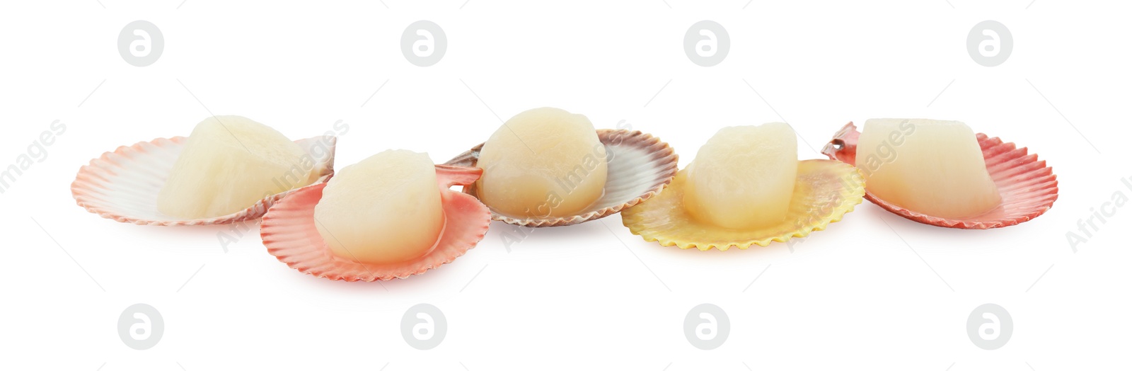 Photo of Many fresh raw scallops in shells isolated on white