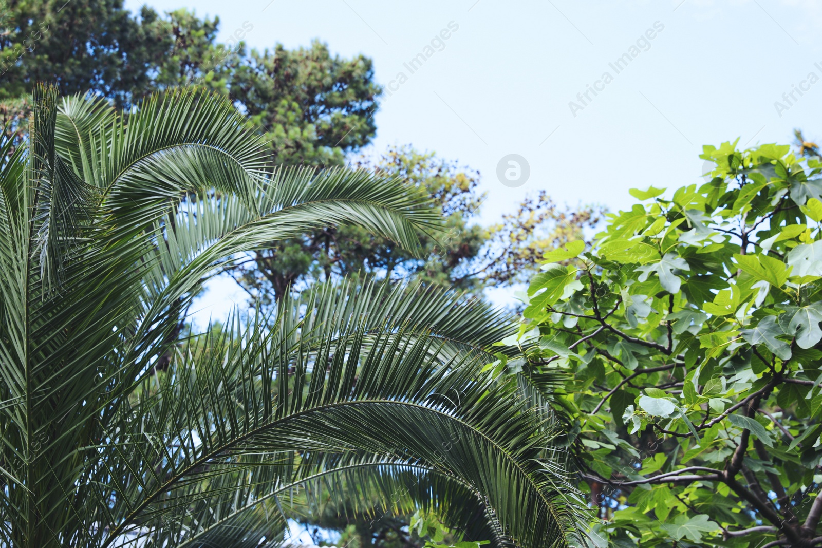 Photo of Beautiful palm and fig tree with lush green leaves outdoors. Tropical plants