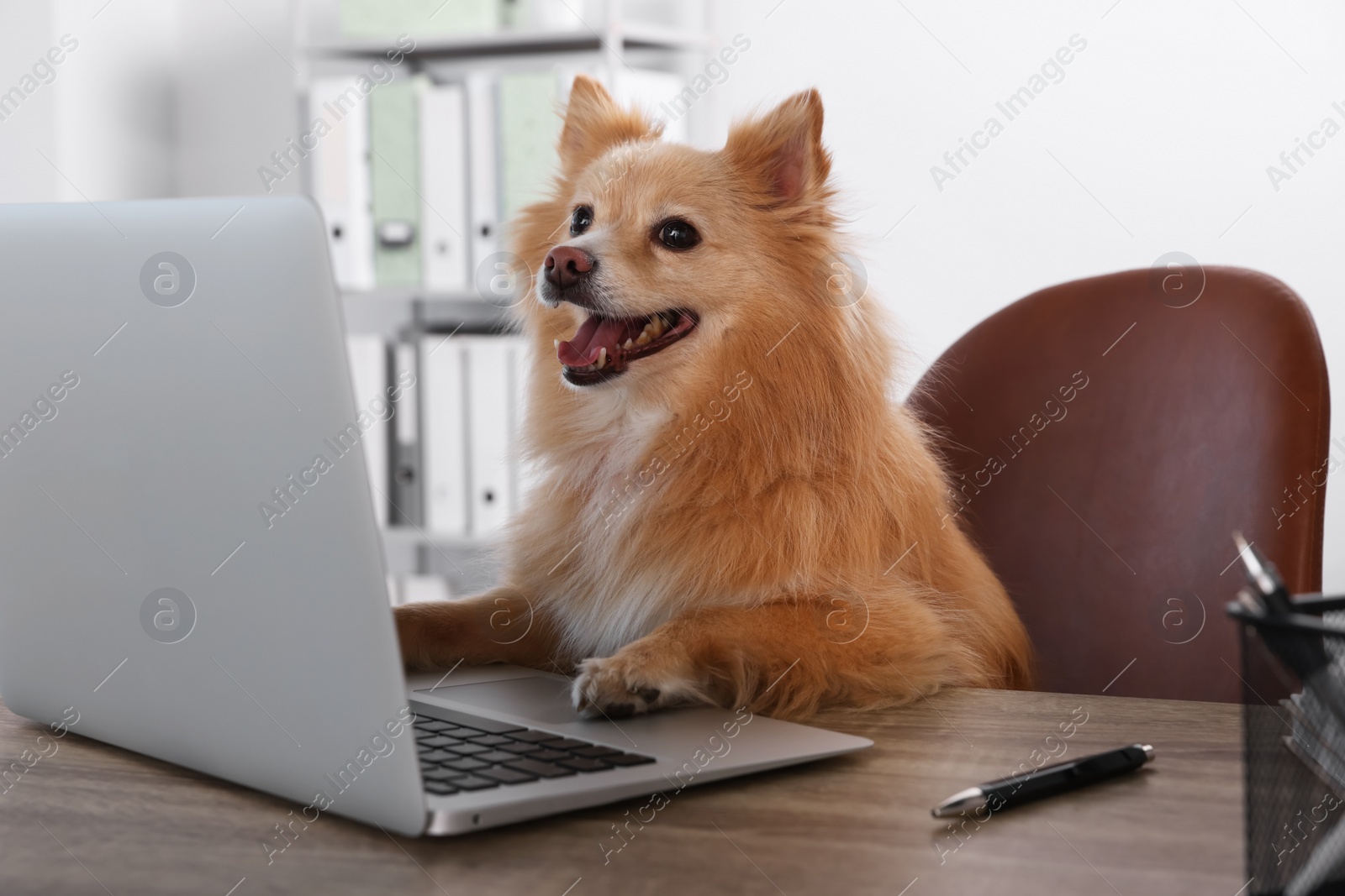 Photo of Cute Pomeranian spitz dog at table in office