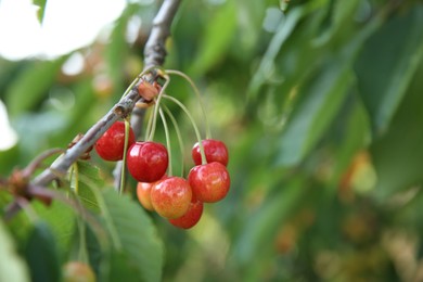 Photo of Cherry tree with green leaves and unripe berries growing outdoors