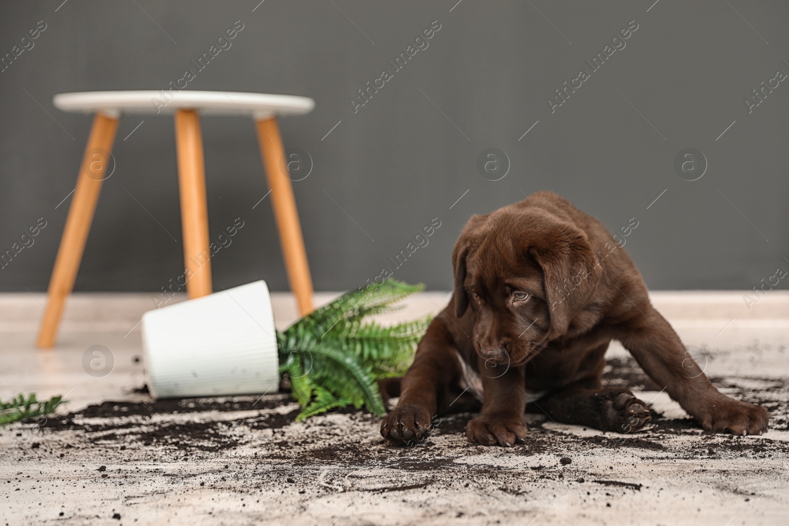 Photo of Chocolate Labrador Retriever puppy with overturned houseplant at home