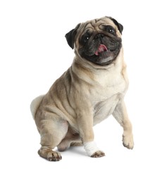 Photo of Cute pug dog with paw wrapped in medical bandage on white background