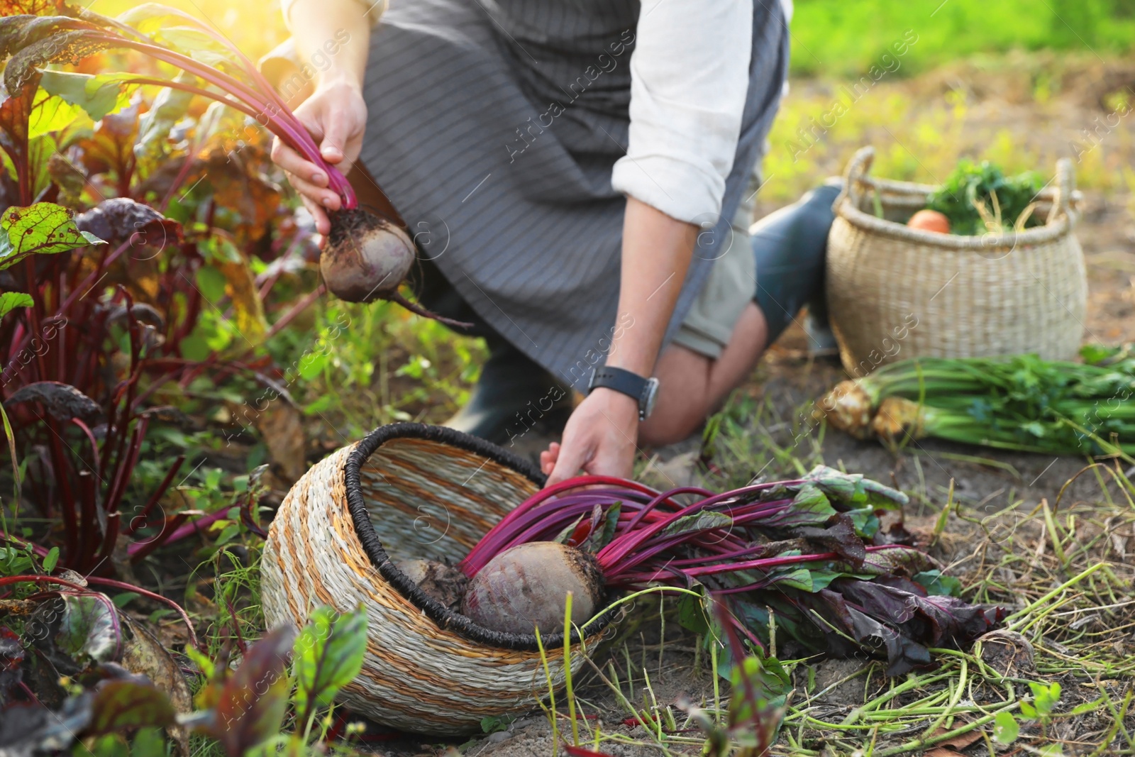 Photo of Man harvesting fresh ripe beets on farm, closeup