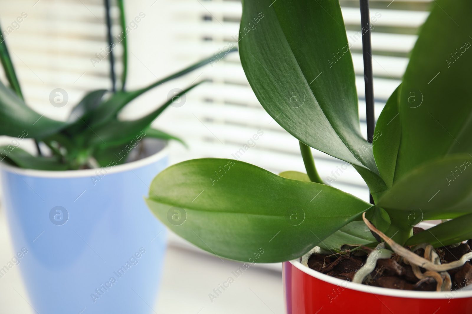 Photo of Orchid plant in pot on windowsill, closeup