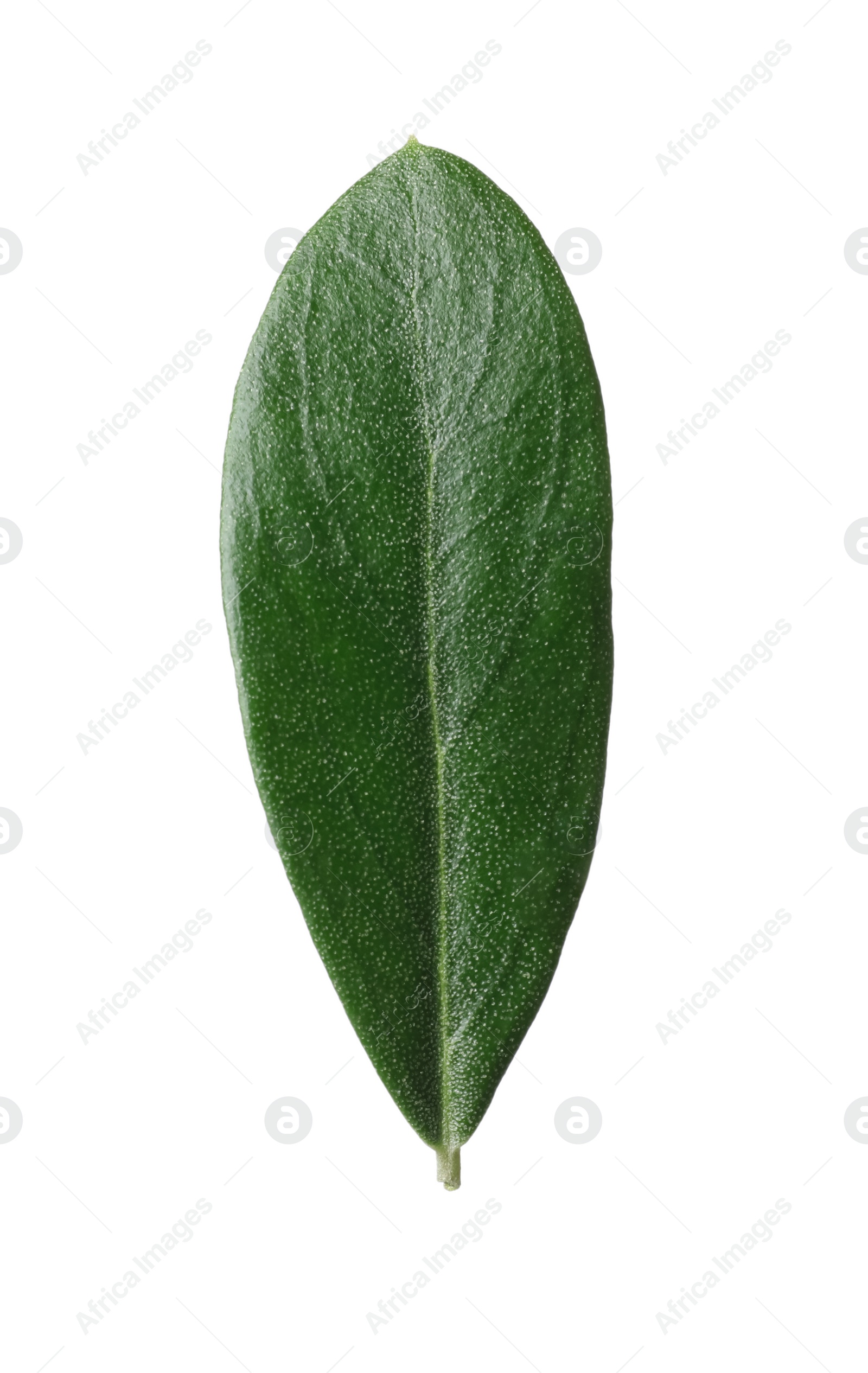 Photo of Fresh green olive leaf on white background