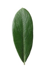 Photo of Fresh green olive leaf on white background