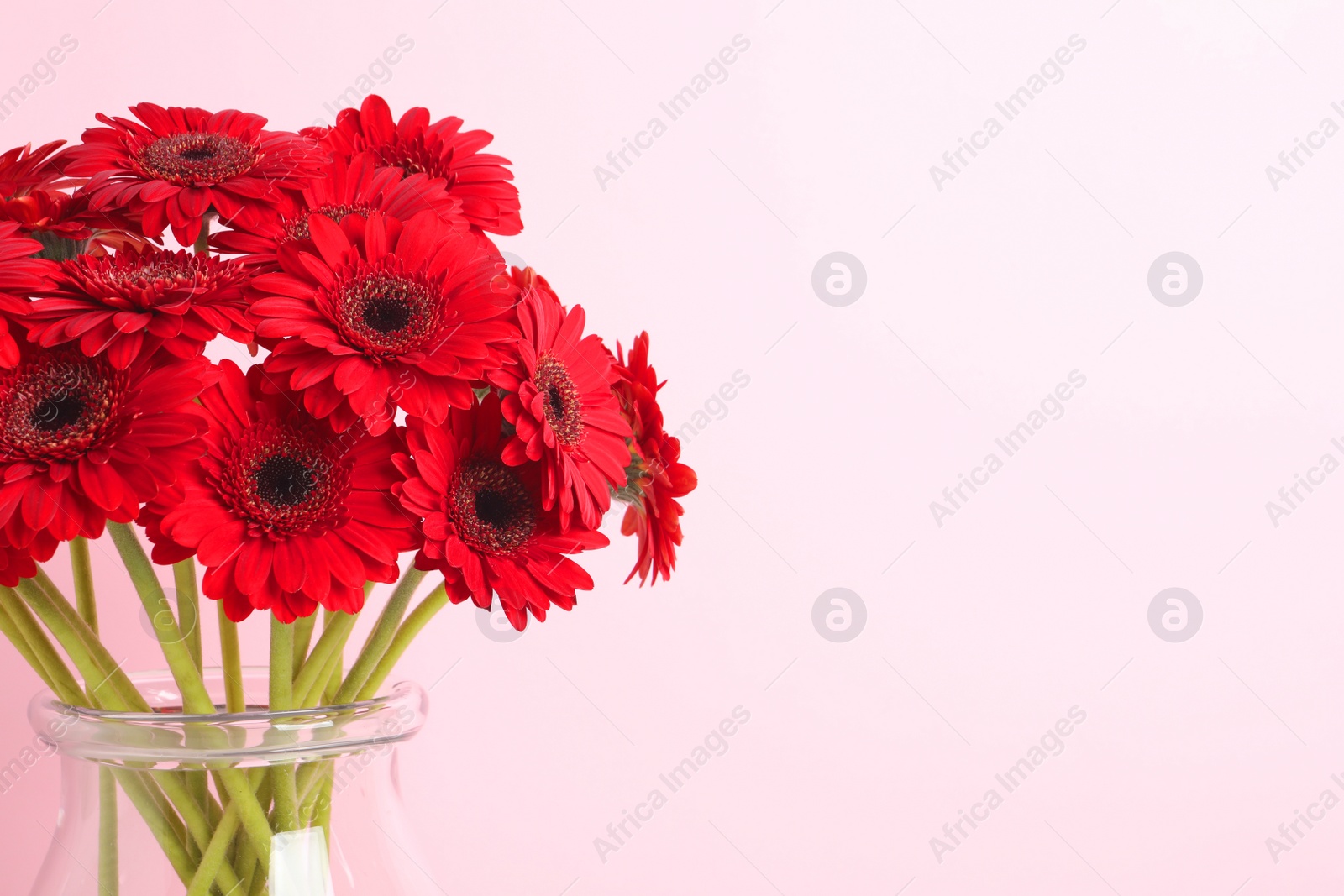 Photo of Bouquet of beautiful red gerbera flowers in glass vase on pink background. Space for text