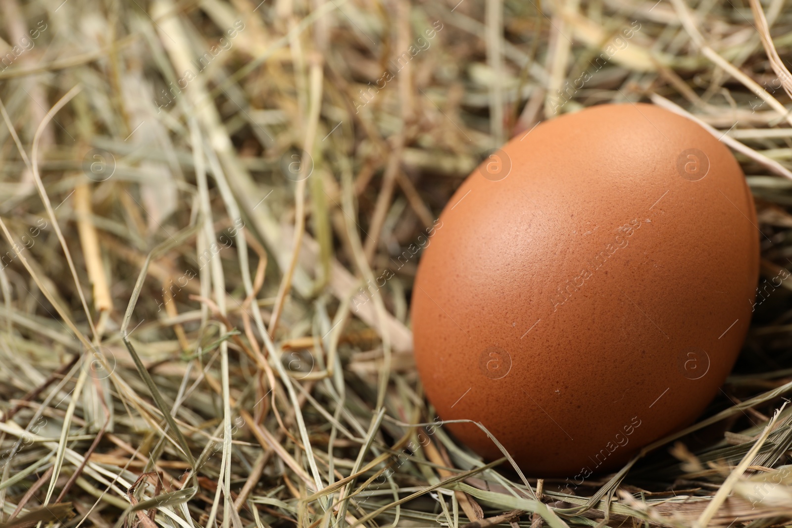 Photo of Fresh chicken egg on dried hay, closeup. Space for text