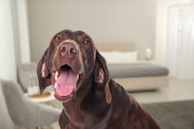 Cute dog in bedroom. Pet friendly hotel