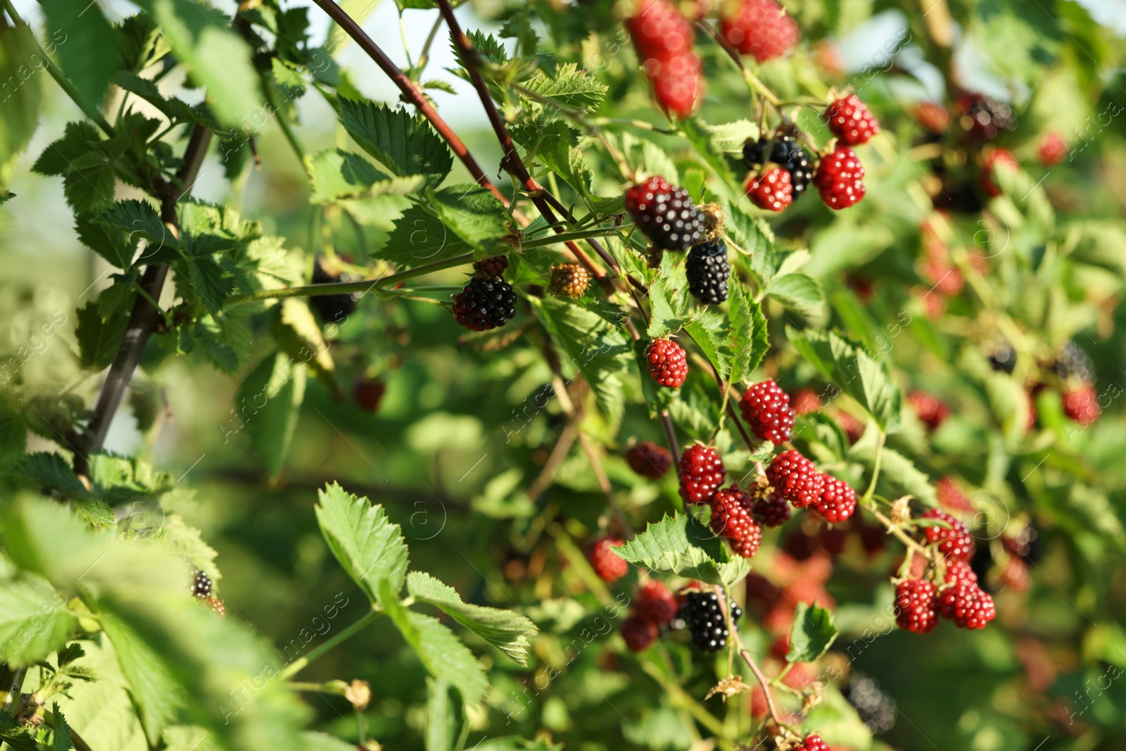 Photo of Ripe and unripe blackberries growing on bush outdoors, closeup