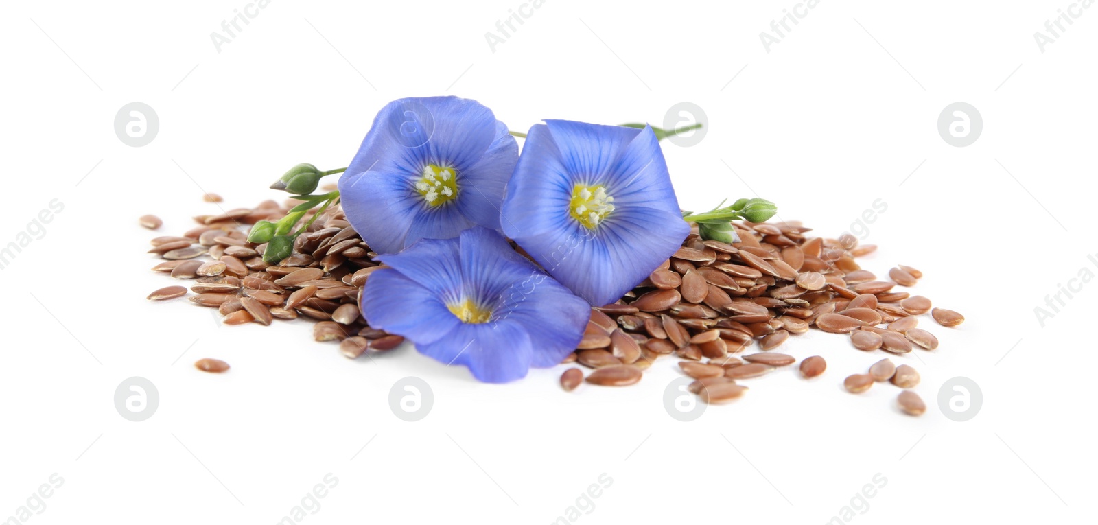 Photo of Flax flowers and seeds on white background