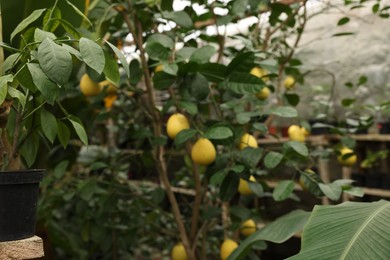 Lemon tree with ripe fruits in greenhouse